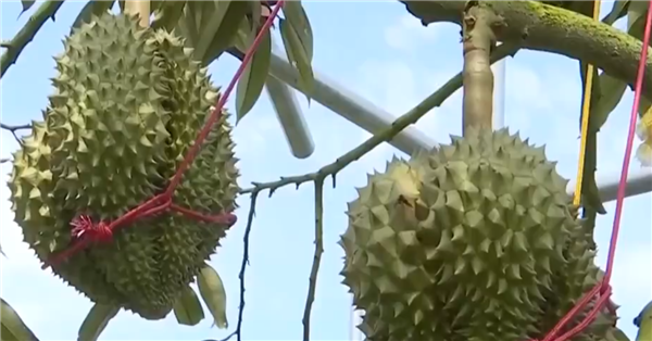 能實(shí)現(xiàn)“榴蓮自由”嗎？首批國產(chǎn)榴蓮預(yù)計(jì)本月上市