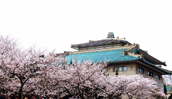 武大雷軍班投檔線直逼清北：湖北本省錄取平均分超681分