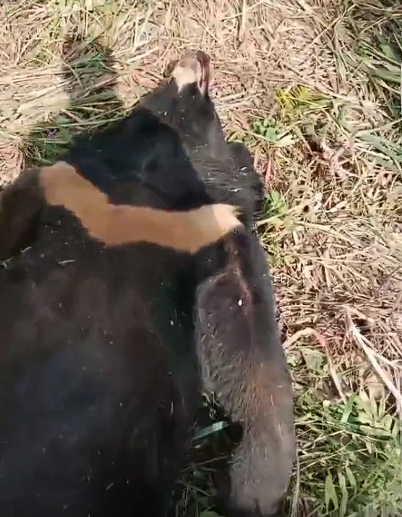 黑熊爬上高壓電塔觸電死亡：工人巡查時(shí)發(fā)現(xiàn)意外情況