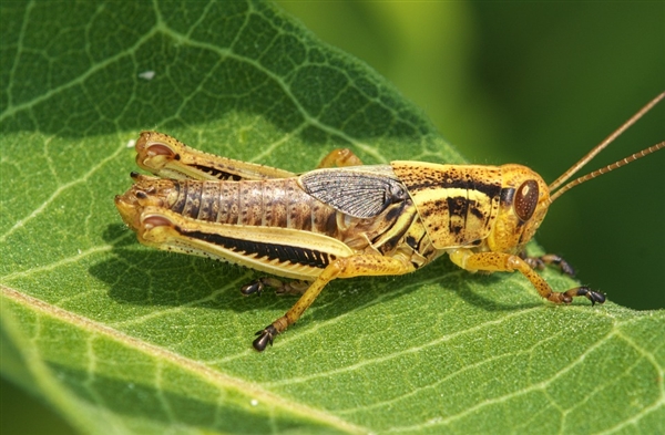 小國的無奈！新加坡批準昆蟲作為食物：蝗蟲蟋蟀均在列