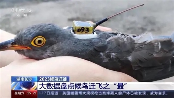 專家高科技手段揭秘候鳥可以飛多遠 ：一口氣飛11天、超1萬公里