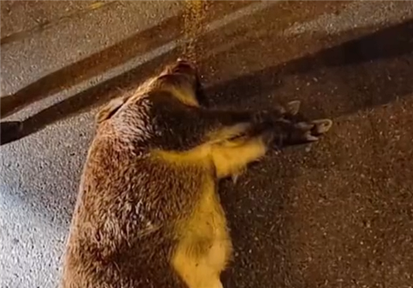 野豬深夜橫穿馬路被出租車撞死：車主全責(zé)、豬被無害化處理