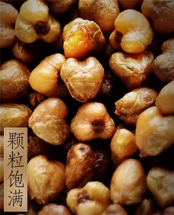 麥香濃郁：虎標(biāo)苦蕎茶55袋16.5元大促（京東40元）