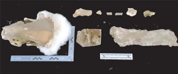 陜西一溶洞內發(fā)現(xiàn)大熊貓化石：完整程度十分罕見