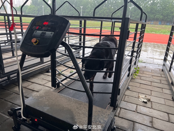 原來手工耿的破釜沉舟跑步機現(xiàn)實中早就有了 專給狗用