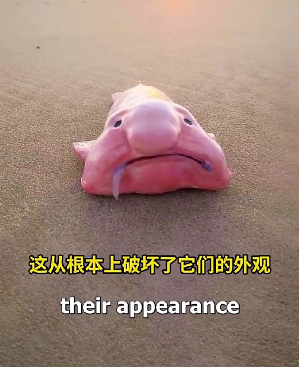 世界公認(rèn)最丑的魚上熱搜:背后是個被迫毀容的悲傷故事(圖5) 世界公認(rèn)最丑的魚上熱搜:背后是個被迫毀容的悲傷故事