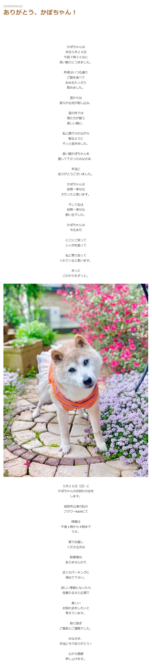 火遍全球！Doge表情包原型柴犬Kabosu去世：享年18歲