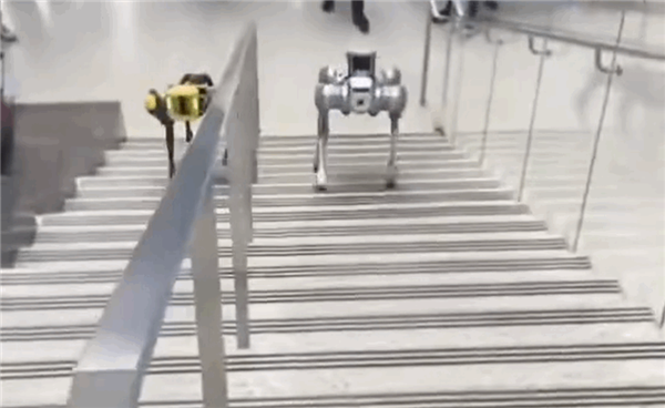 中國(guó)機(jī)器狗爬樓梯完勝波士頓動(dòng)力 網(wǎng)友調(diào)侃：小黃好像喝酒了 走不穩(wěn)