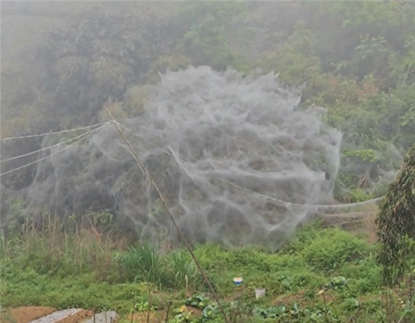 福建一地一夜間出現(xiàn)巨幅蜘蛛網(wǎng)引關注 后續(xù)來了：全是毛毛蟲