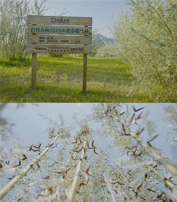 螞蟻森林8年成績公布：累計(jì)種樹5.48億棵 、累計(jì)協(xié)議捐資41.8億元