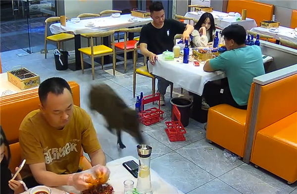 南京一野豬莽撞沖入飯店 就餐顧客興奮追打：兩腳踢了出去