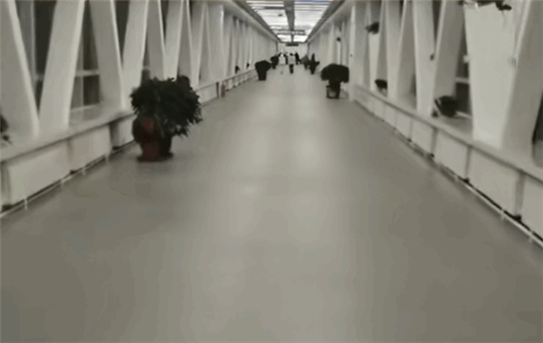 哈工大學(xué)生去上課像登機(jī)！外面大雪飛揚(yáng) 暖廊內(nèi)穿短袖上課