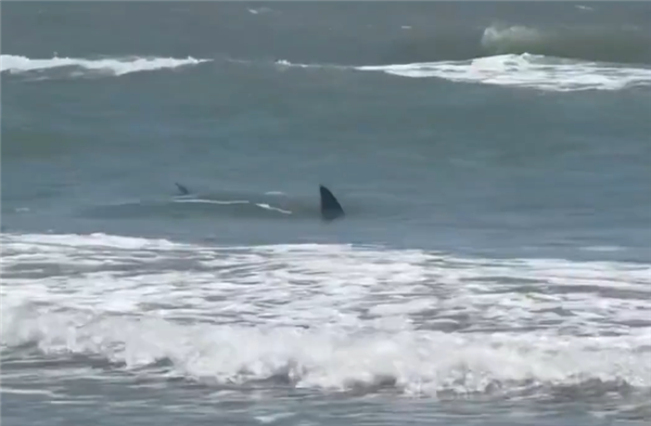 美國又現(xiàn)鯊魚攻擊人類案例：兩男兩女遇襲、有人腿被咬斷