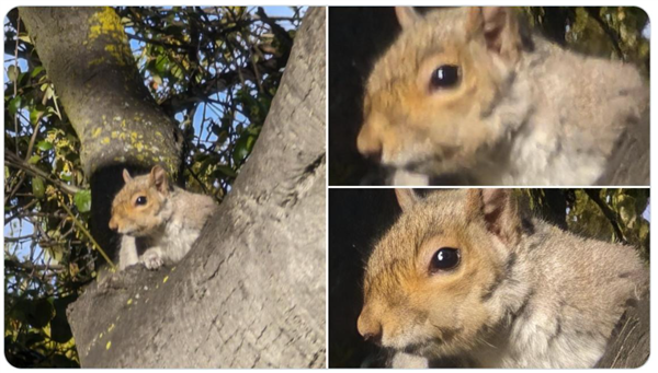 不再有廢片！谷歌AI畫質(zhì)增強影像對比樣張曝光：模糊圖片秒變清晰