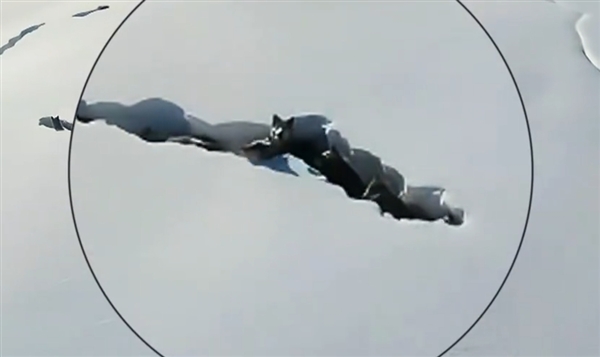 新疆狼群在積雪下硬生生挖出一條路：真團隊精神