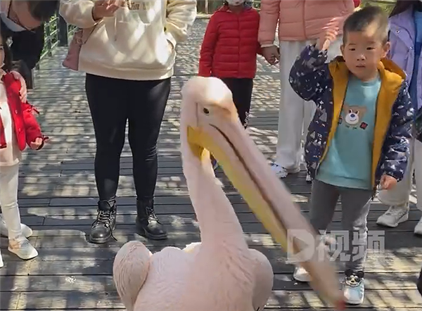 男孩逛景區(qū)遇現(xiàn)實版“鵜鶘灌頂”:小心確實有攻擊性(圖3) 男孩逛景區(qū)遇現(xiàn)實版“鵜鶘灌頂”:小心確實有攻擊性