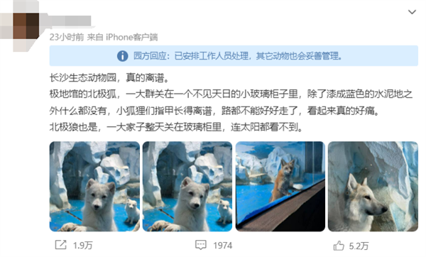 一動(dòng)物園北極狐指甲過長(zhǎng)行走困難 官方回應(yīng)：會(huì)定期修剪