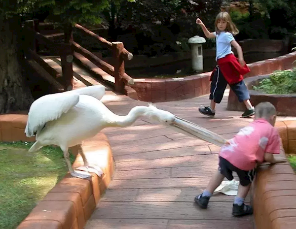 男孩逛景區(qū)遇現(xiàn)實版“鵜鶘灌頂”:小心確實有攻擊性(圖4) 男孩逛景區(qū)遇現(xiàn)實版“鵜鶘灌頂”:小心確實有攻擊性