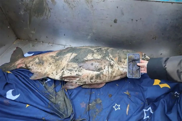 別人家的學(xué)校 高校撈5000斤大魚供師生免費吃上熱搜