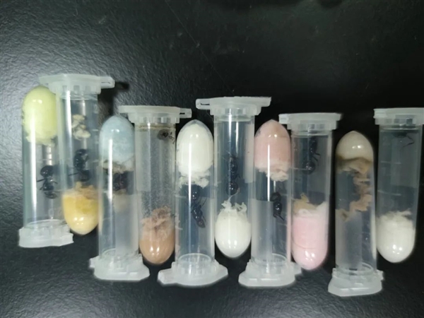 進(jìn)境快遞藏有1325只超大螞蟻:長1厘米 屬外來物種(圖1) 進(jìn)境快遞藏有1325只超大螞蟻:長1厘米 屬外來物種