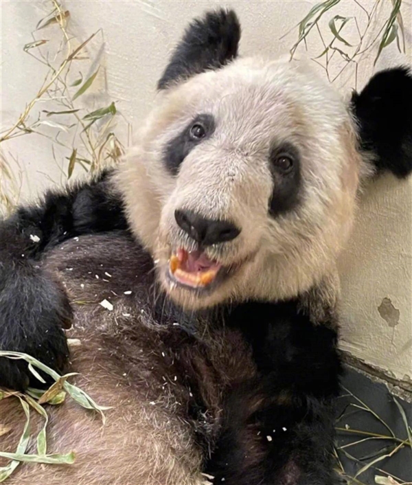 丫丫回家提上日程！中國專家抵達(dá)孟菲斯動物園