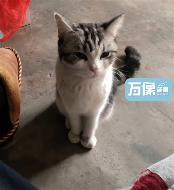 城市貓咪回村 血脈覺醒開始抓老鼠：主人用火鉗都搶不走