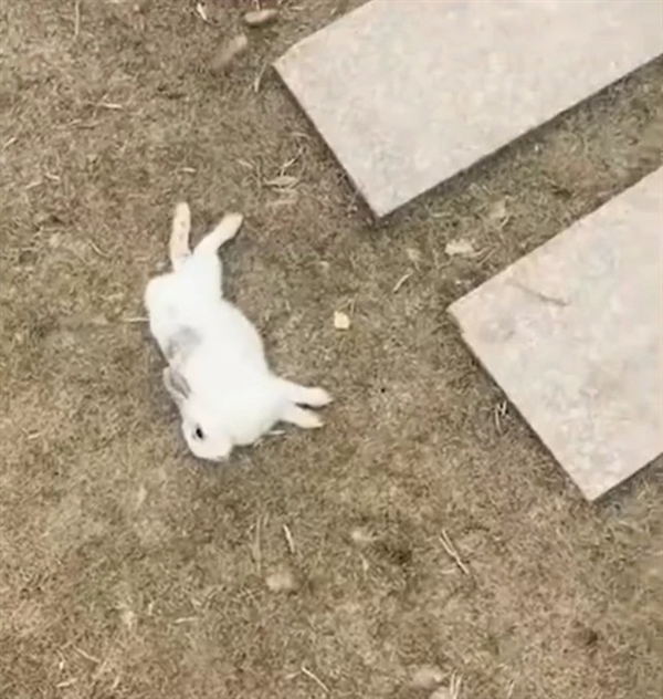 游客偷帶食物喂兔子致大批死亡：還喂發(fā)爛葉子 遭網(wǎng)友瘋狂譴責(zé)