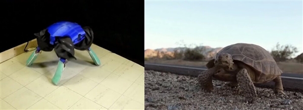 美國(guó)科學(xué)家成功研發(fā)水陸兩棲機(jī)器人：海龜見了想認(rèn)親