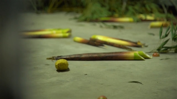 旅美20年大熊貓“丫丫”回國后首次露面：一到機場就收到了竹子、新鮮筍尖管飽