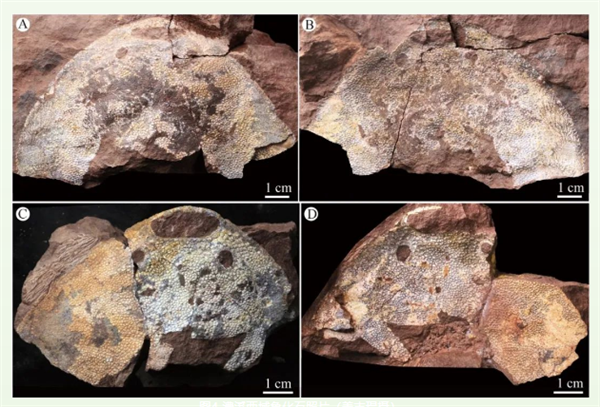 神奇物種！我國科學家發(fā)現(xiàn)4.38億年前西域魚蹤跡