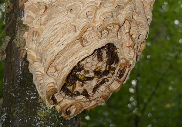 空置一年 居民家里驚現(xiàn)一米多巨型馬蜂窩 讓人頭皮發(fā)麻