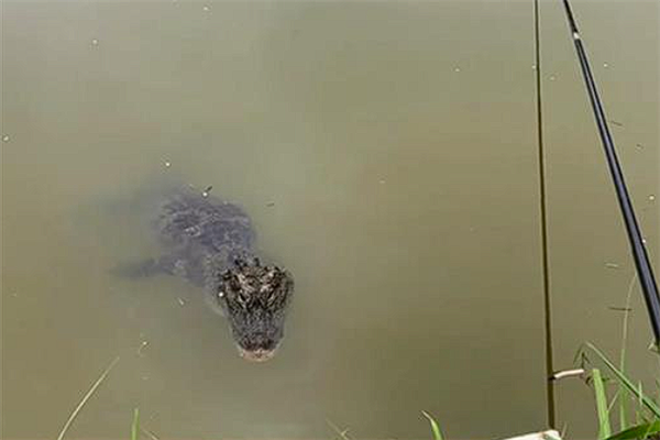 女子垂釣連續(xù)兩天遇到揚(yáng)子鱷：還淡定拍下視頻