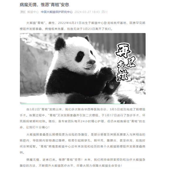 大熊貓“青糍”因病去世：患罕見腸梗阻并發(fā)腸套疊