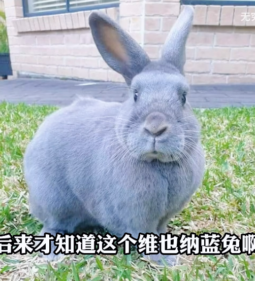 真有郵票里那么藍的兔子？無窮小亮科普