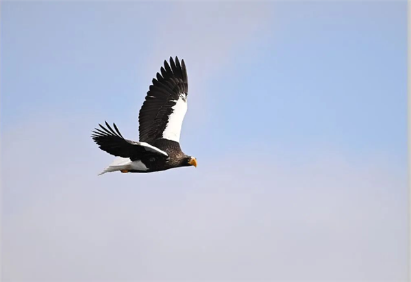 尼康尼克爾Z 180-600mm f/5.6-6.3 VR鏡頭發(fā)布：12499元 拍鳥神器