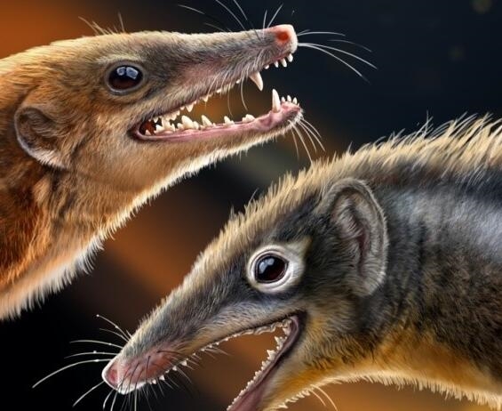 兩只侏羅紀(jì)“小鼠” 竟能改寫哺乳動(dòng)物演化結(jié)構(gòu)