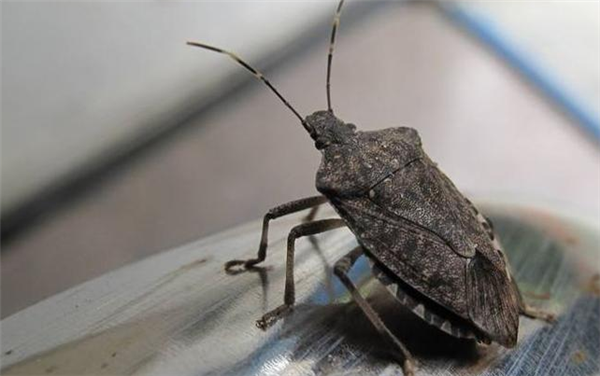 昆蟲界的見手青！云南一家四口吃臭屁蟲中毒：多器官損傷