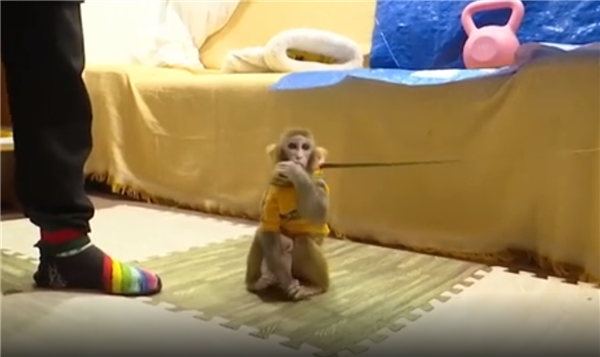 女子救下獼猴養(yǎng)半年 自然資源局:涉嫌違法(圖2) 女子救下獼猴養(yǎng)半年 自然資源局:涉嫌違法