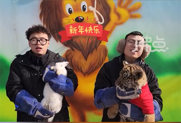 野性覺醒！動物園辦虎兔交接儀式：兔子差點成“盤中餐”