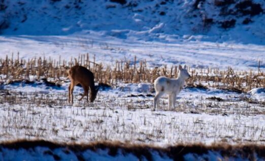 吉林發(fā)現(xiàn)罕見野生動物白狍：四肢修長、渾身充滿靈氣