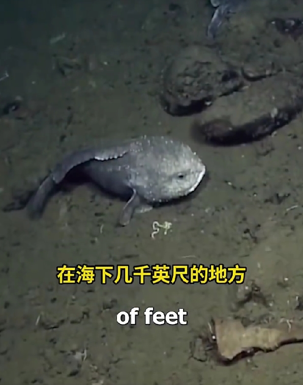 世界公認(rèn)最丑的魚上熱搜:背后是個被迫毀容的悲傷故事(圖3) 世界公認(rèn)最丑的魚上熱搜:背后是個被迫毀容的悲傷故事