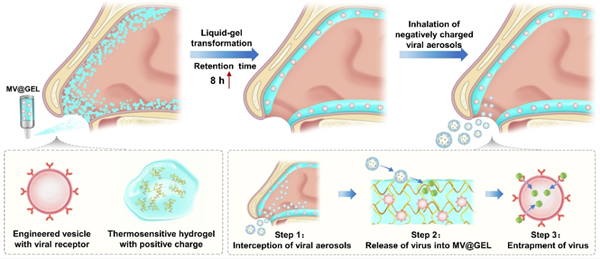 我國(guó)科學(xué)家研發(fā)出“鼻內(nèi)口罩”：鼻腔內(nèi)對(duì)病毒攔截、滅活
