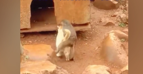 昆明動物園回應(yīng)“猴子虐貓”：將設(shè)誘捕籠移貓出猴山 最大限度確保貓安全