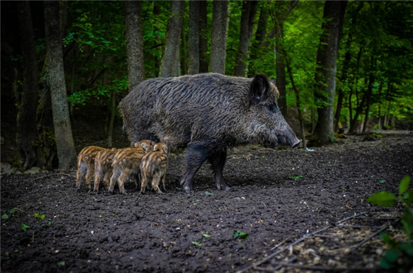 泛濫成災(zāi)！專家：建議修法允許食用檢疫合格野豬