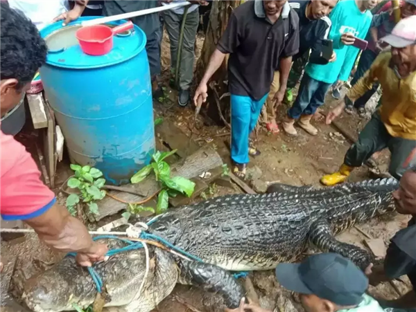 印尼一女子被近4米長鱷魚吃掉：村民目睹全程