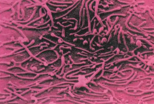 支原體肺炎流行：切不可自行服用頭孢治療 根本沒用！