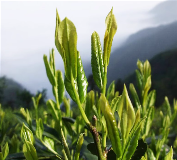 嚴(yán)選兩葉抱一芽：徽六太平猴魁25克6.9元嘗鮮大促