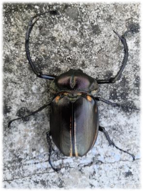 三峽壩區(qū)首次發(fā)現(xiàn)陽彩臂金龜：瀕危物種 以腐朽木質(zhì)為食