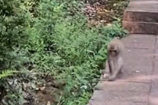 云南猴子生啃見手青 網(wǎng)友：猴子界的貝爺