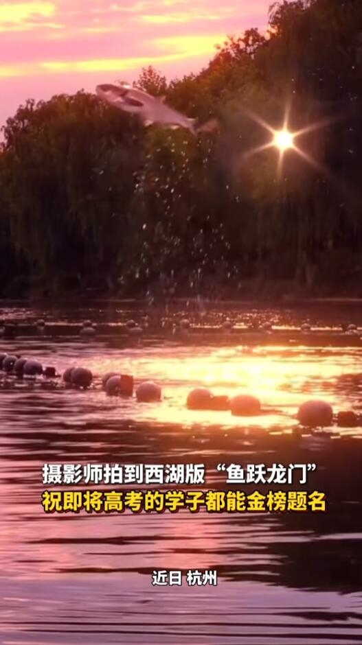 高考前夕杭州西湖上演魚躍龍門：愿學(xué)子們金榜題名